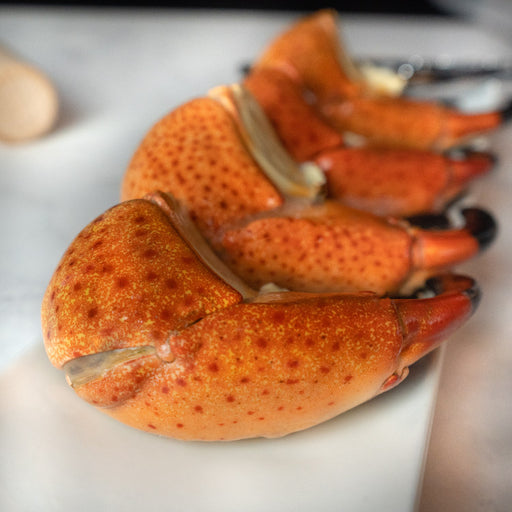 TENAZA DE CANGREJO MORO COLOSAL (STONE CRAB)