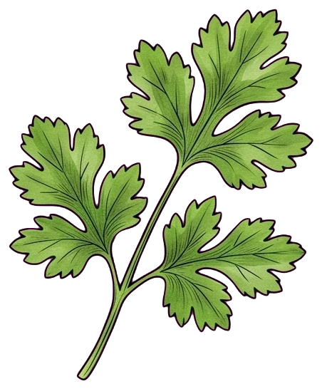 Cilantro