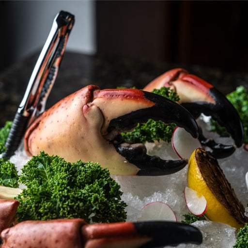 TENAZA DE CANGREJO MORO COLOSAL (STONE CRAB)