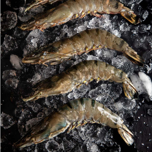 CAMAR√ìN TIGRE U-5