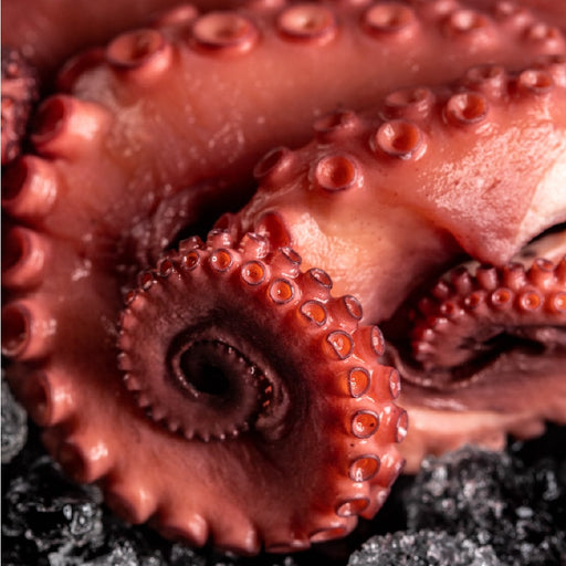 Pulpo Kraken precocido entero de gran tamaño, listo para sellar