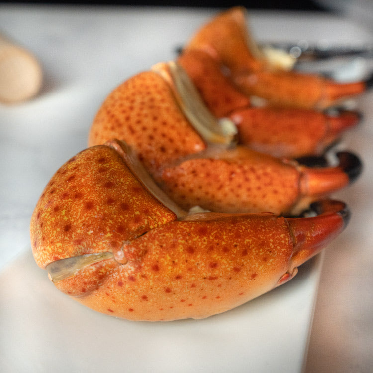 Tenaza colosal de cangrejo moro stone crab, carne firme y abundante