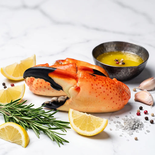 TENAZA DE CANGREJO MORO JUMBO (STONE CRAB)