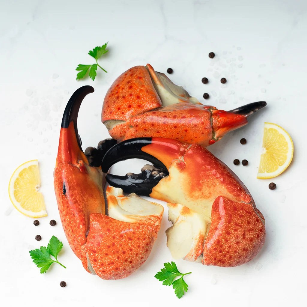 TENAZA DE CANGREJO MORO COLOSAL (STONE CRAB)