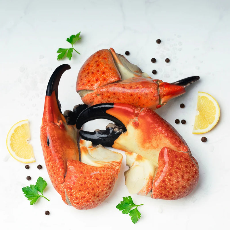 TENAZA DE CANGREJO MORO COLOSAL (STONE CRAB)