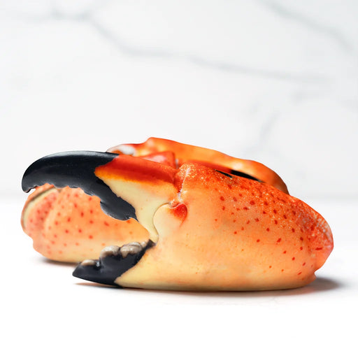 TENAZA DE CANGREJO MORO SUPER COLOSAL (STONE CRAB)