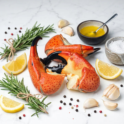 TENAZA DE CANGREJO MORO JUMBO (STONE CRAB)