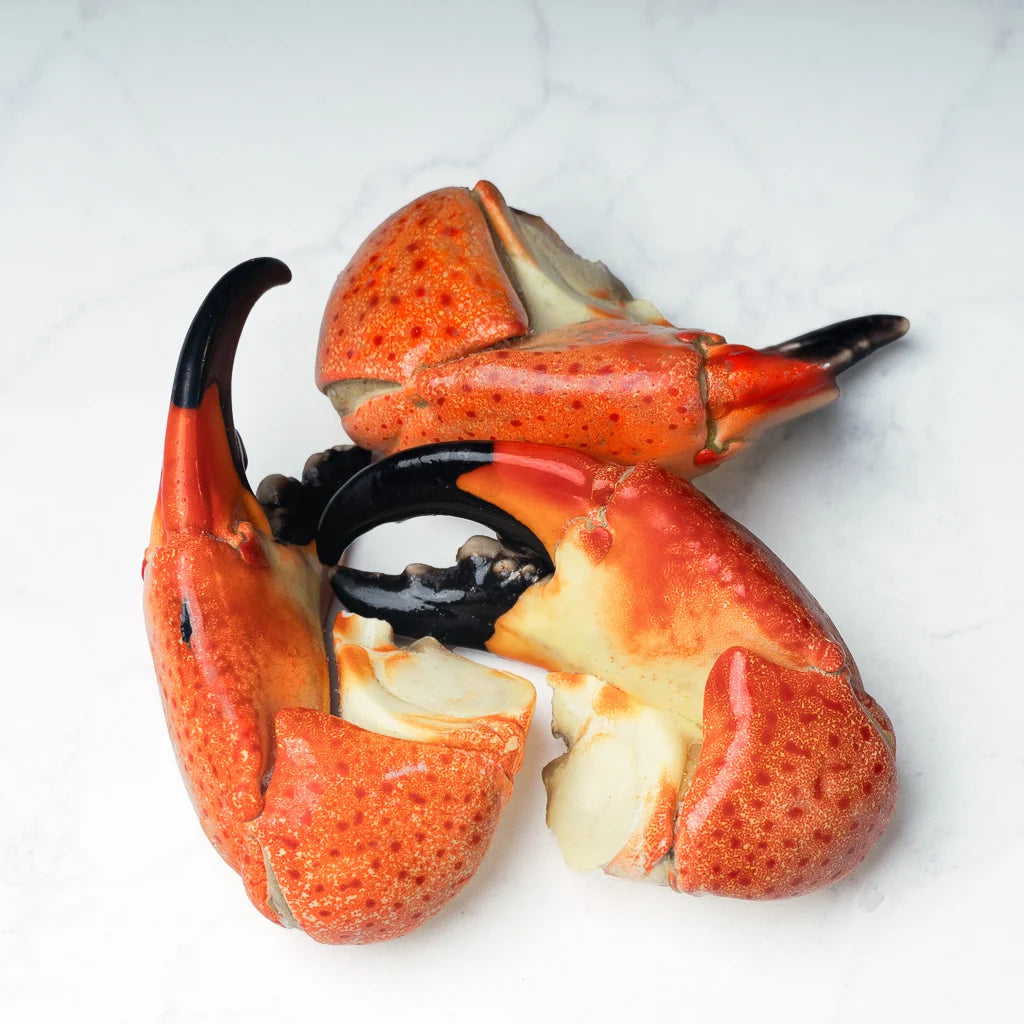 TENAZA DE CANGREJO MORO JUMBO (STONE CRAB)