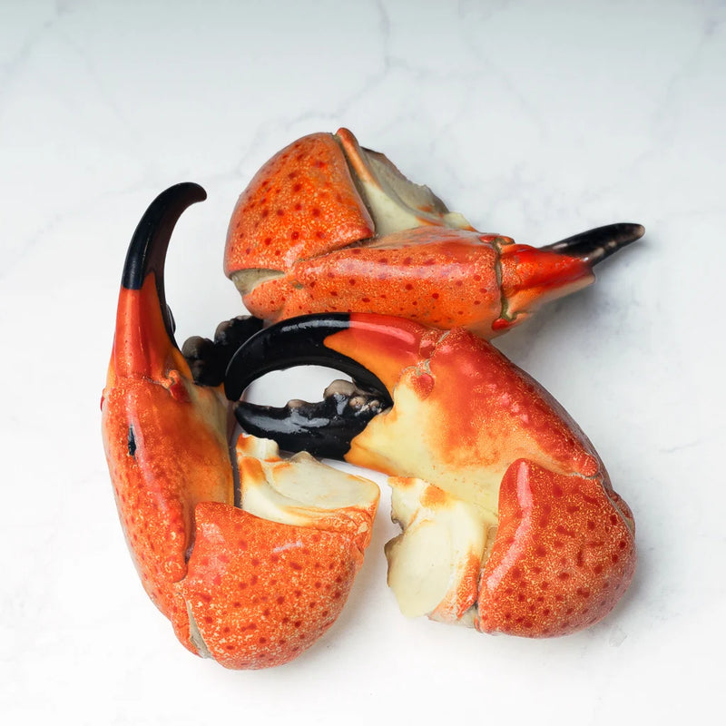 TENAZA DE CANGREJO MORO JUMBO (STONE CRAB)