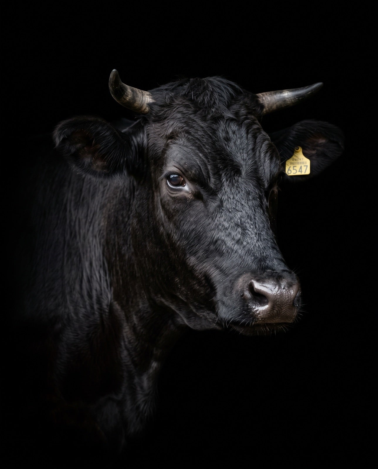Negro japonés (Kuroge Washu), retrato con arete de identificación